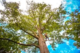 How Our Tree Care Process Works  in  Delft Colony, CA